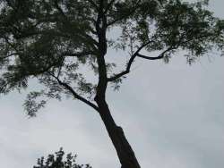 Bomen rooien en kappen van bomen in Dongen